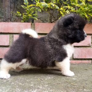 Akita Americano