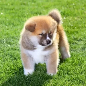 Akita Inu