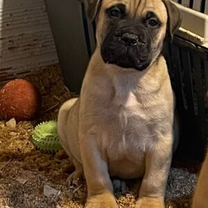 Bullmastiff