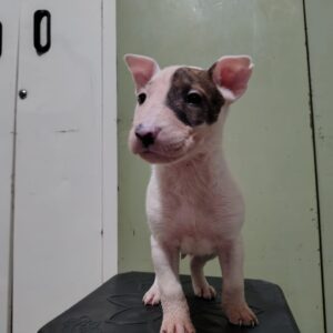 Bull Terrier