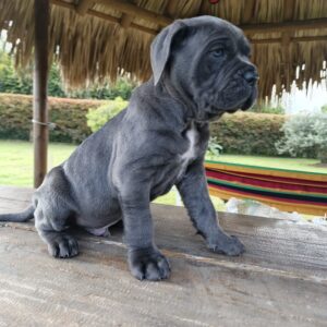 Cane Corso
