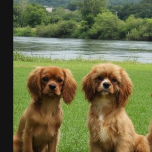 Cavalier King