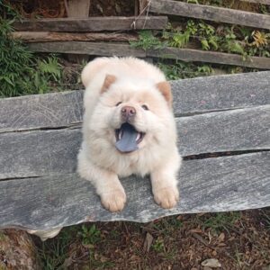 Chow Chow