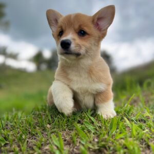 Corgi Gales De Pembroke