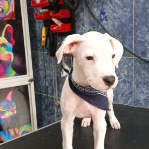 Dogo Argentino