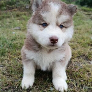 Husky Siberiano