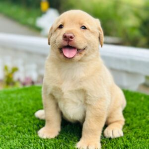Labrador Retriever