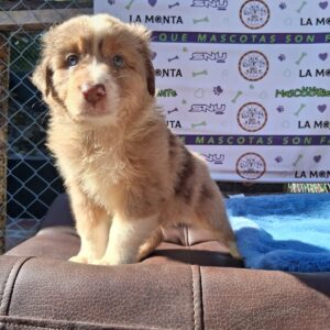 Pastor Ovejero Australiano