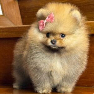 Pomerania Cara de Oso