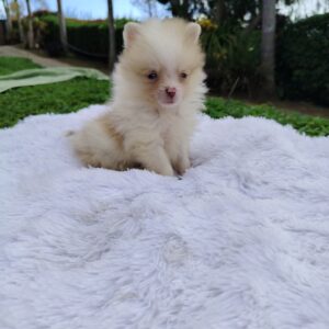 Pomerania Cara de Zorro