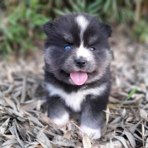 Pomsky