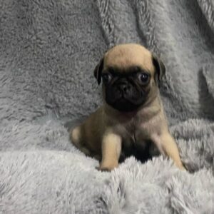 Pug