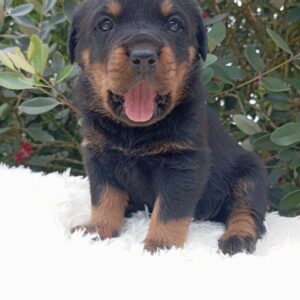 Rottweiler