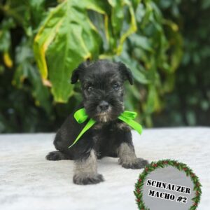 Schnauzer