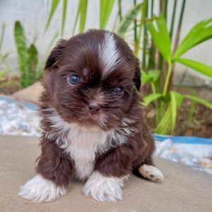 Shih Tzu