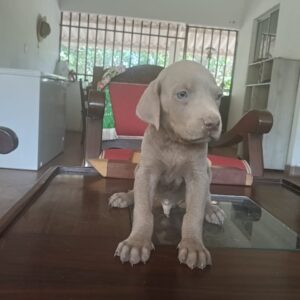 Weimaraner
