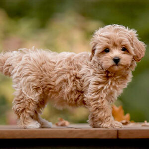 Maltipoo