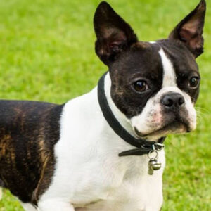 Boston Terrier