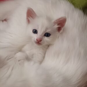 Angora Turco